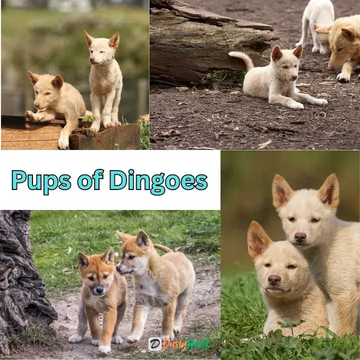 Dingo Pups