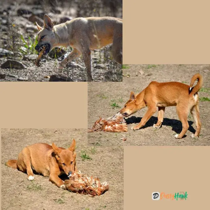 Dingo scavenging dead animals in its natural habitat