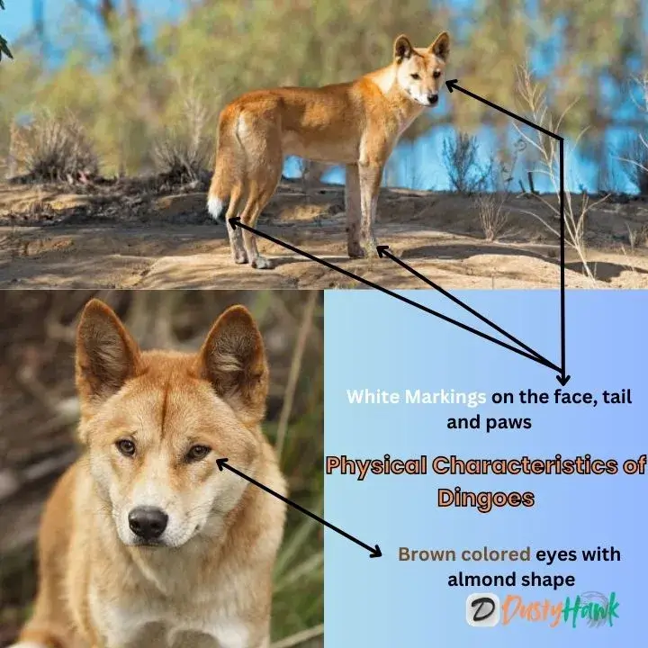 Facts About Dingoes