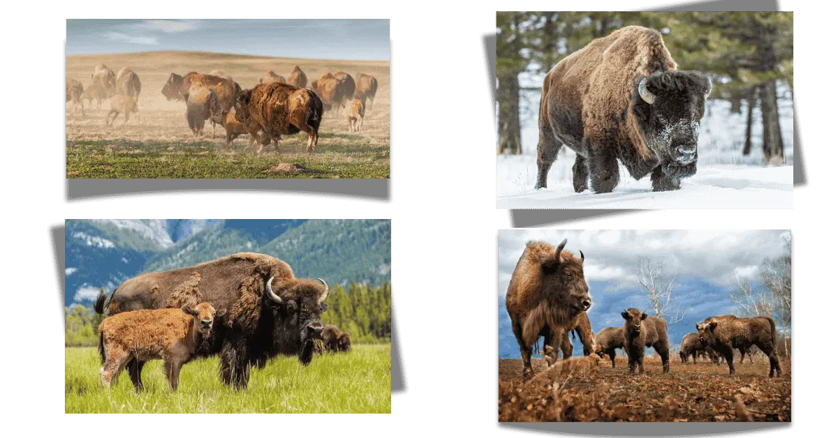 Fun Facts About Bison