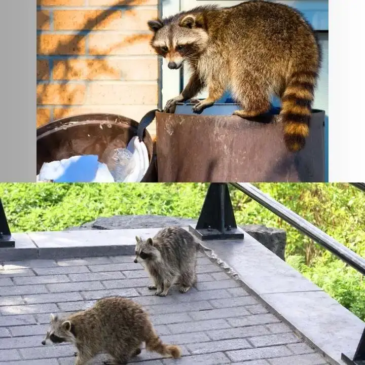 How Do Raccoons Find Food in Cities