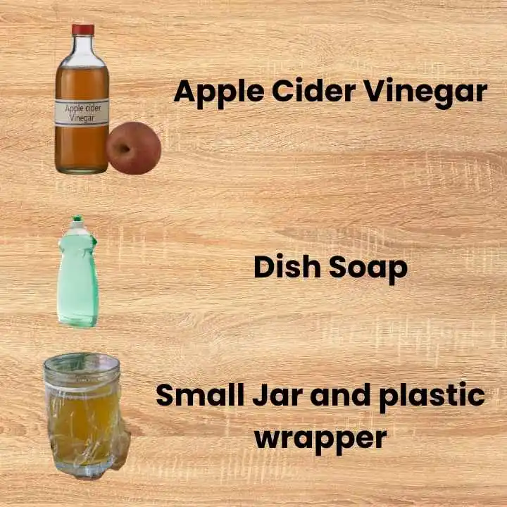 The Vinegar and Dish Soap Fly Trap