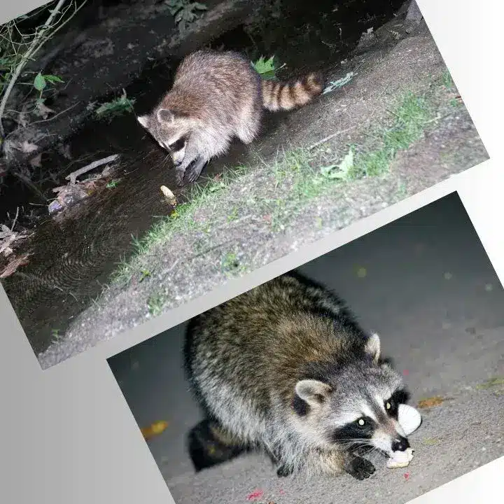 What Do Raccoons Eat at Night