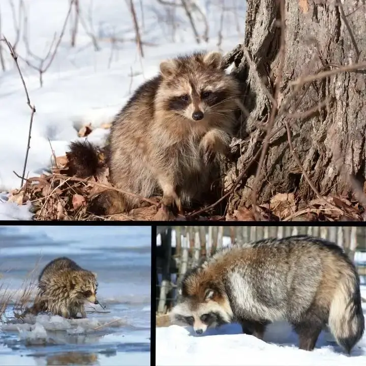 What Do Raccoons Eat in Winter