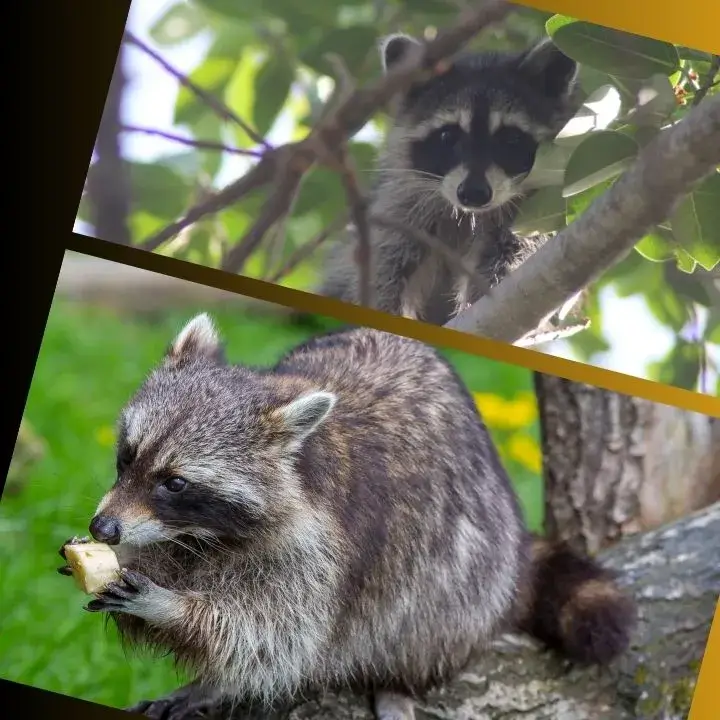 What Do Raccoons Eat in the Wild