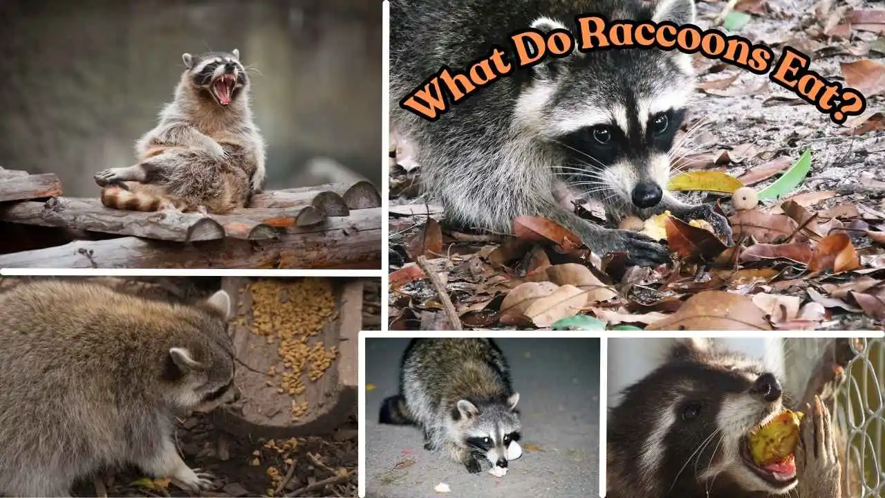 What Do Raccoons Eat