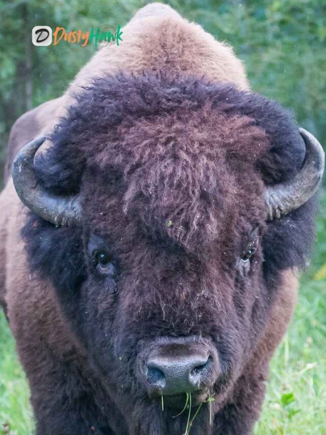 Fun Facts About Bison