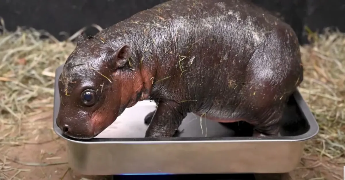 Virginia Zoo Welcomes Pygmy Hippopotamus Calf