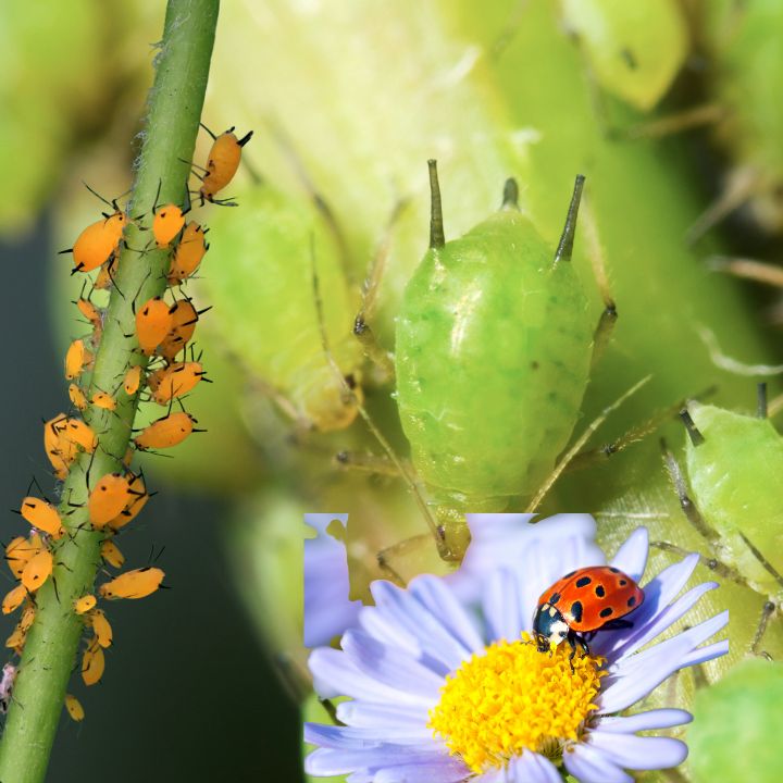 What Do Ladybugs Eat?