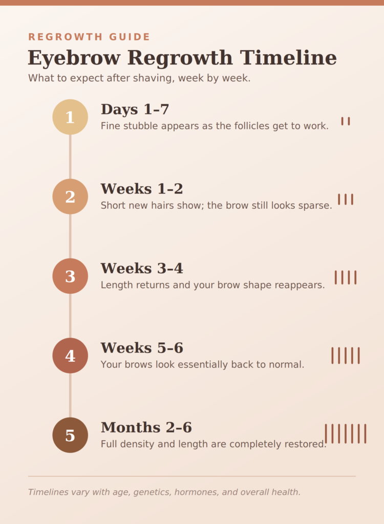 Timeline infographic of eyebrow regrowth after shaving, from light stubble in days 1–7 to full density in months 2–6